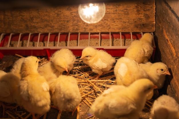  How To Hatch Chicken Eggs With A Light Bulb 