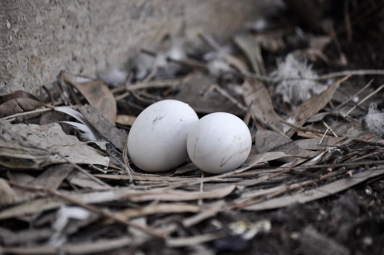  How To Hatch Dove Eggs 