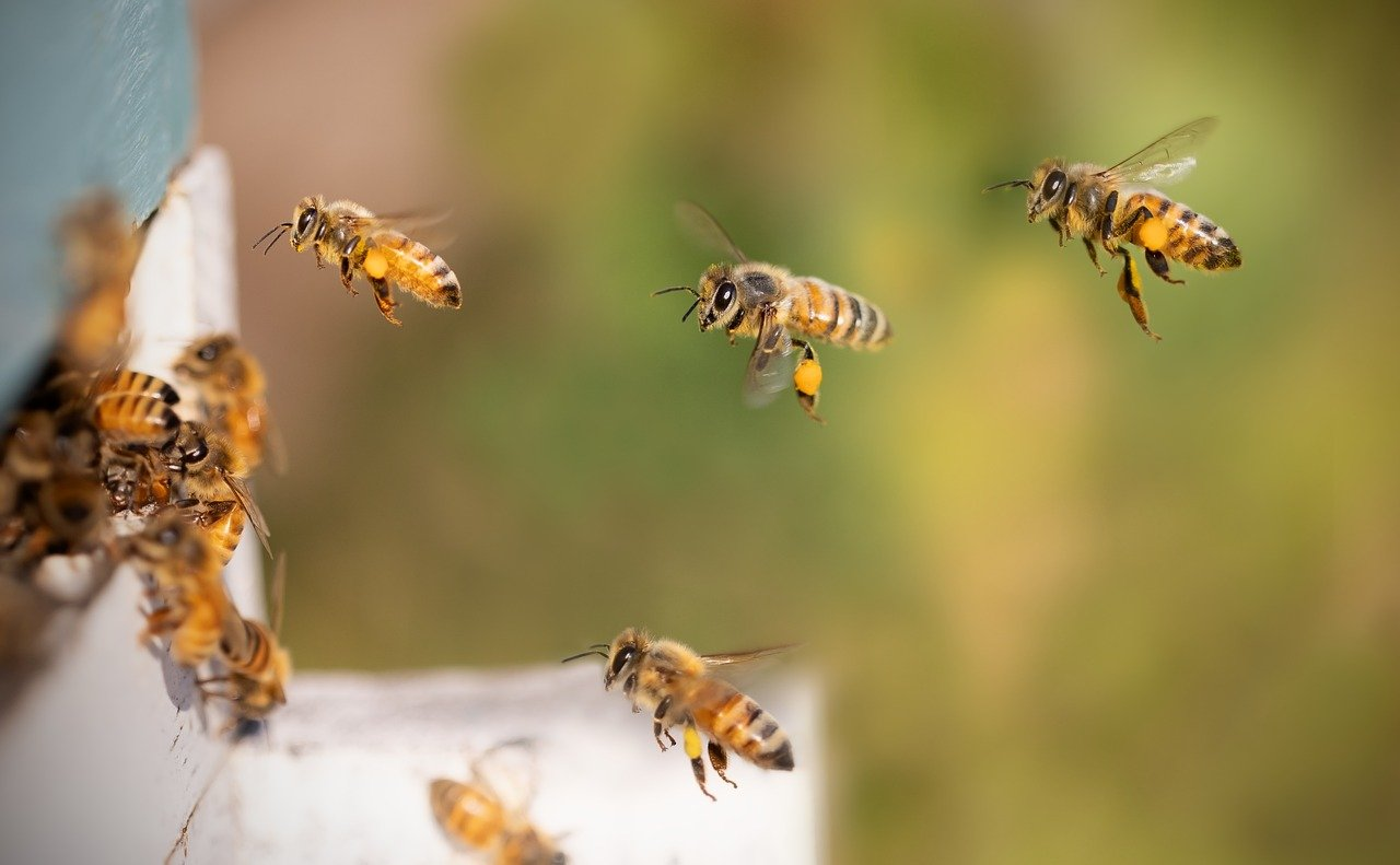  How To Keep Bees Out Of Bird Seed 