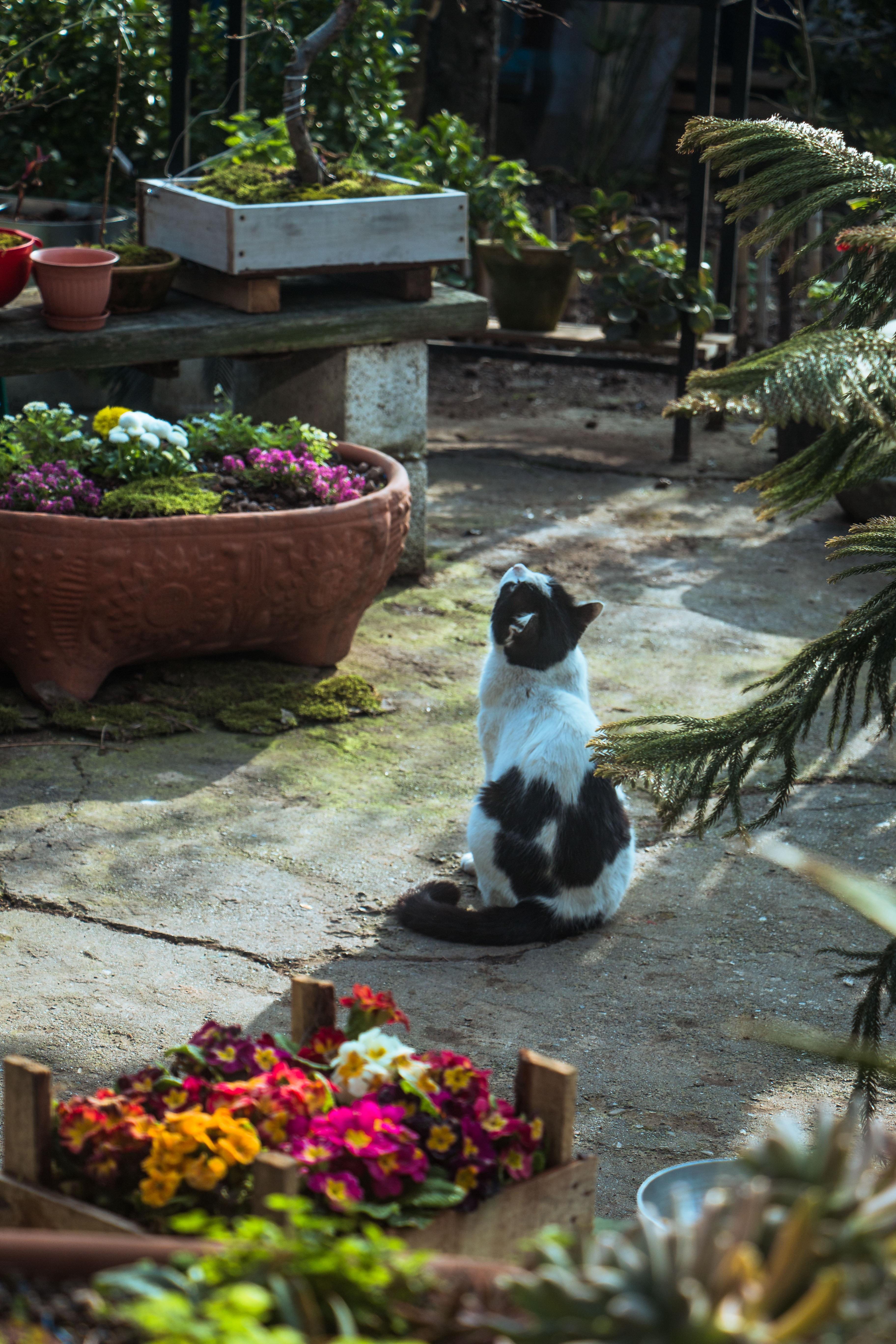 How Do You Stop Cats Pooping In Your Garden 