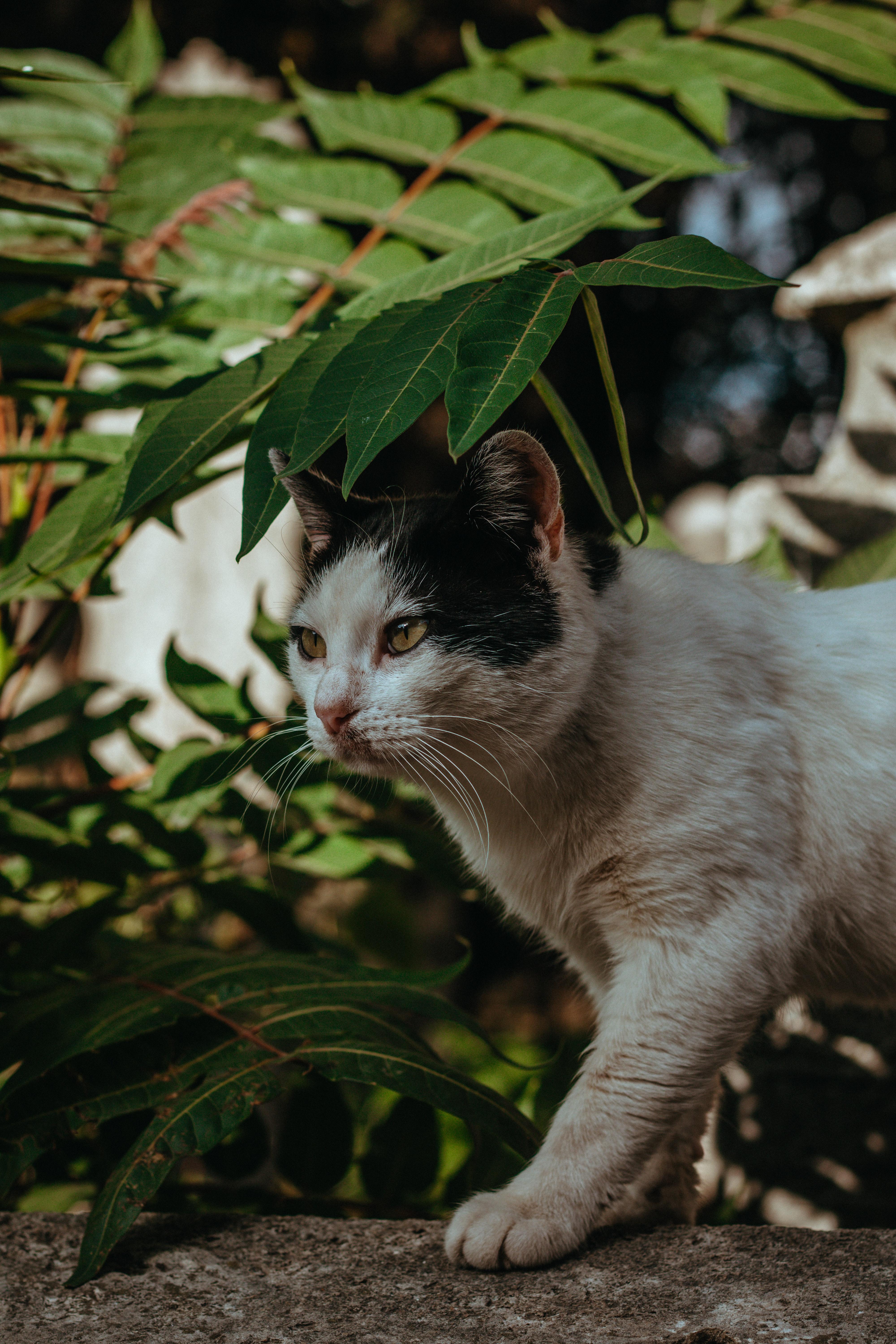 How Do You Stop Cats Pooping In Your Garden 