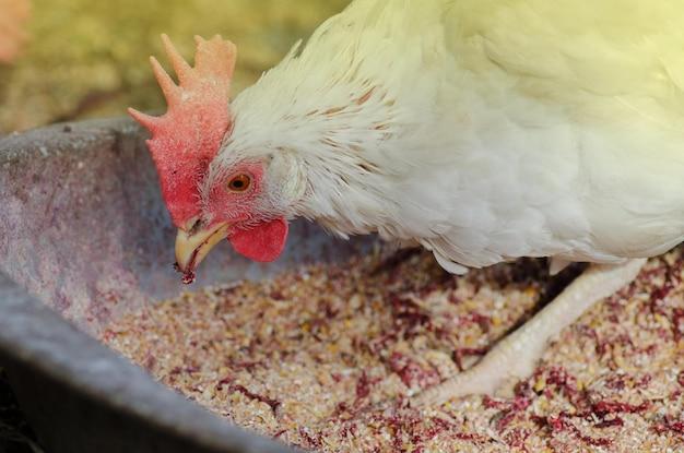  How To Keep Chickens From Spilling Food 