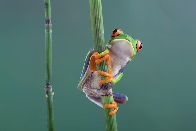  How To Keep Frogs Away From Front Door 