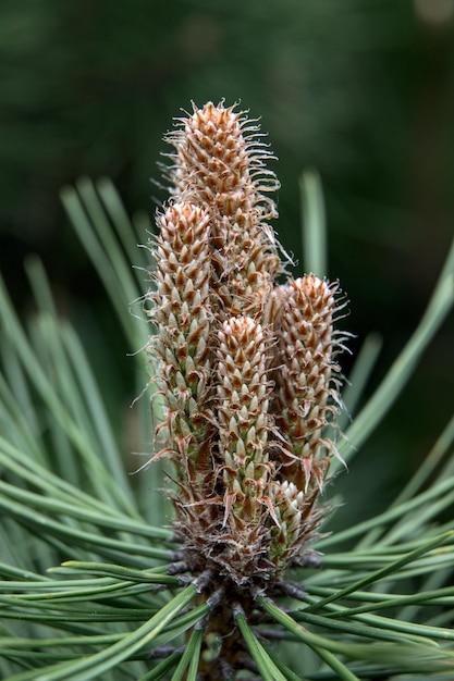  How To Keep Pine Cones Closed 