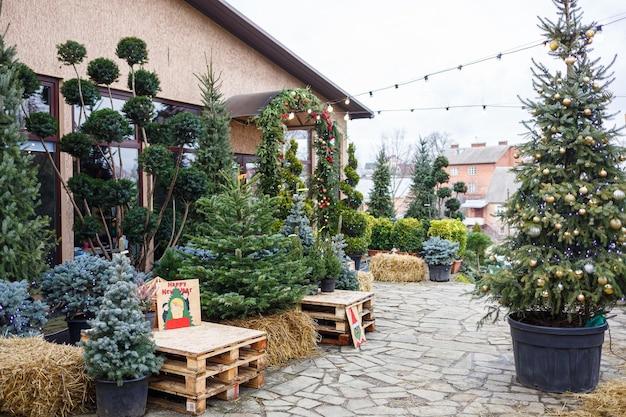 How To Keep Porch Trees From.Blowing Over 