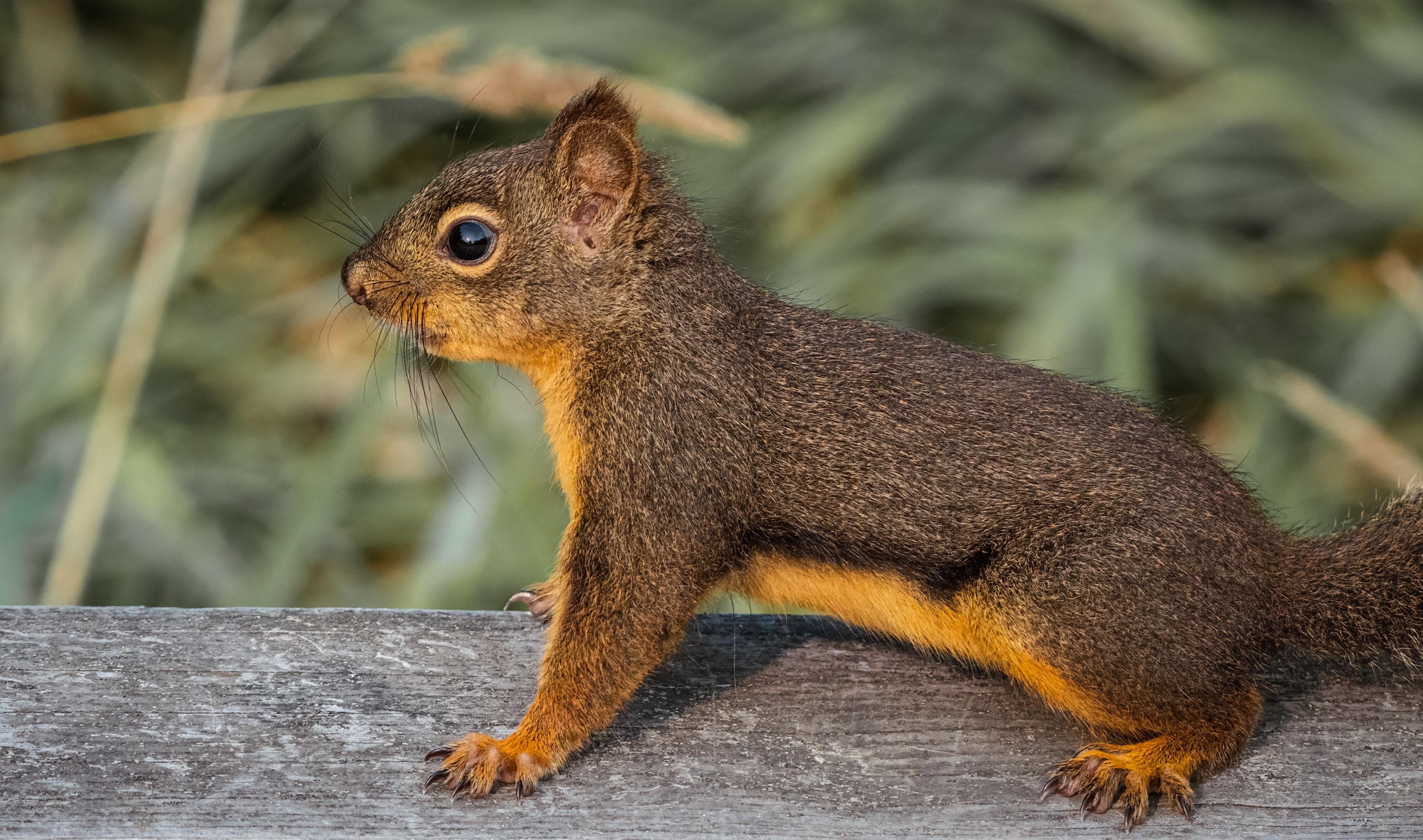  How To Keep Squirrels Off Your Deck 