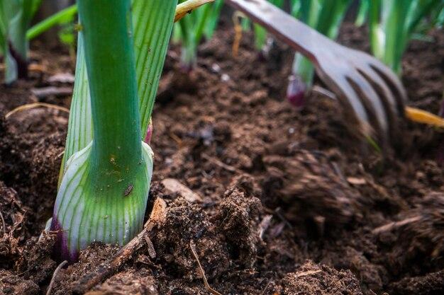  How To Keep Weeds Out Of Bulb Beds 