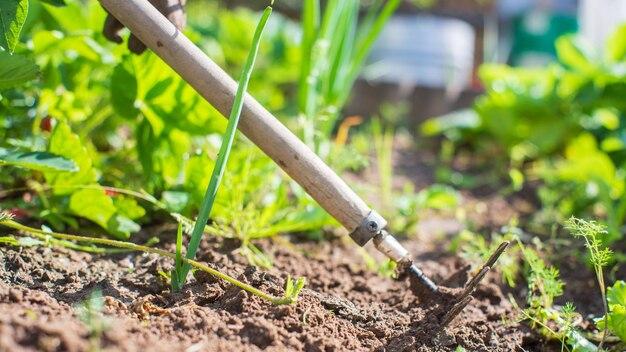  How To Keep Weeds Out Of Bulb Beds 