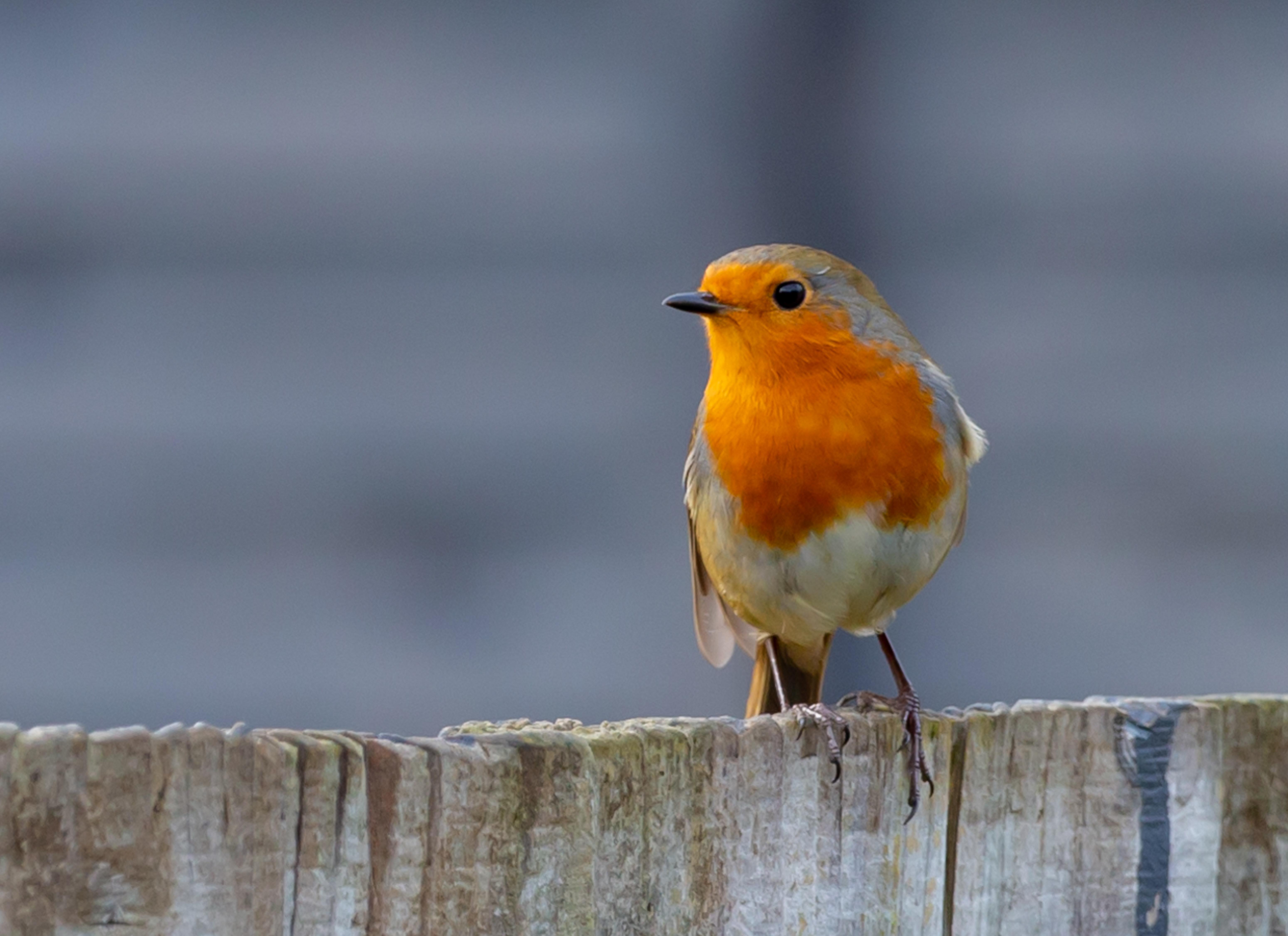  How To Make A Robin Cape 