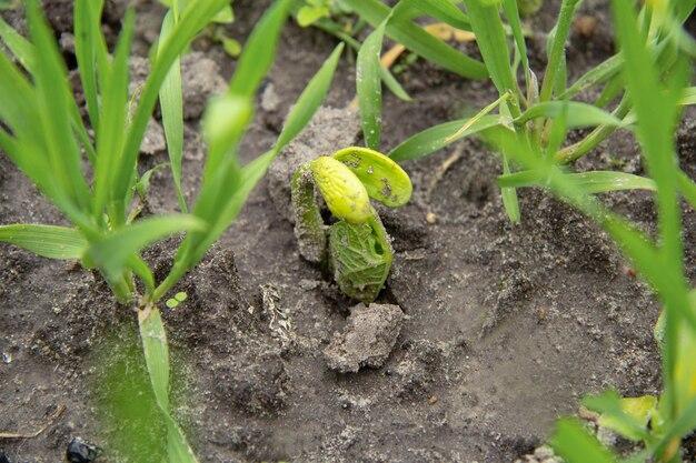  How To Plant Bush Bean Seeds 