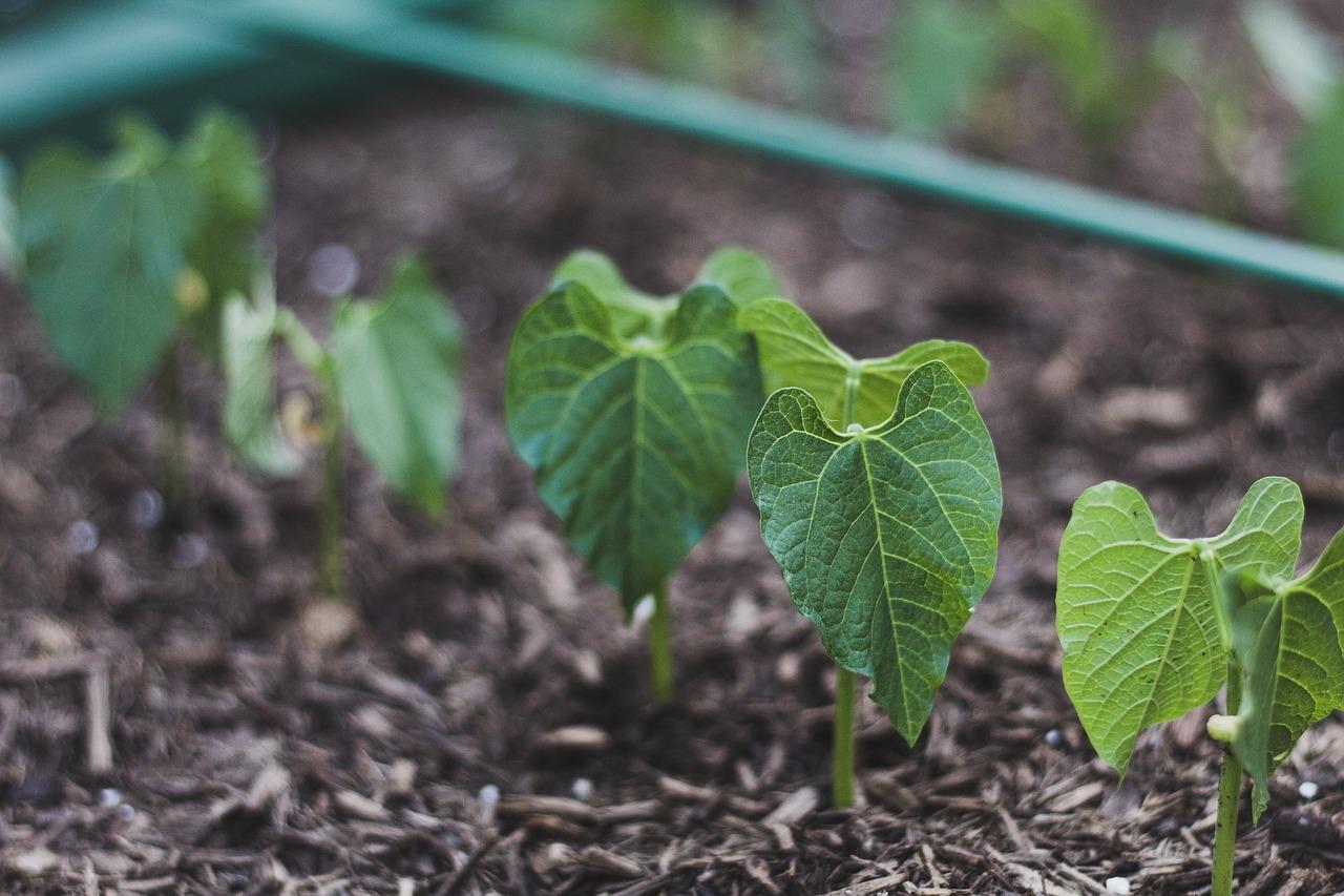  How To Plant Bush Bean Seeds 