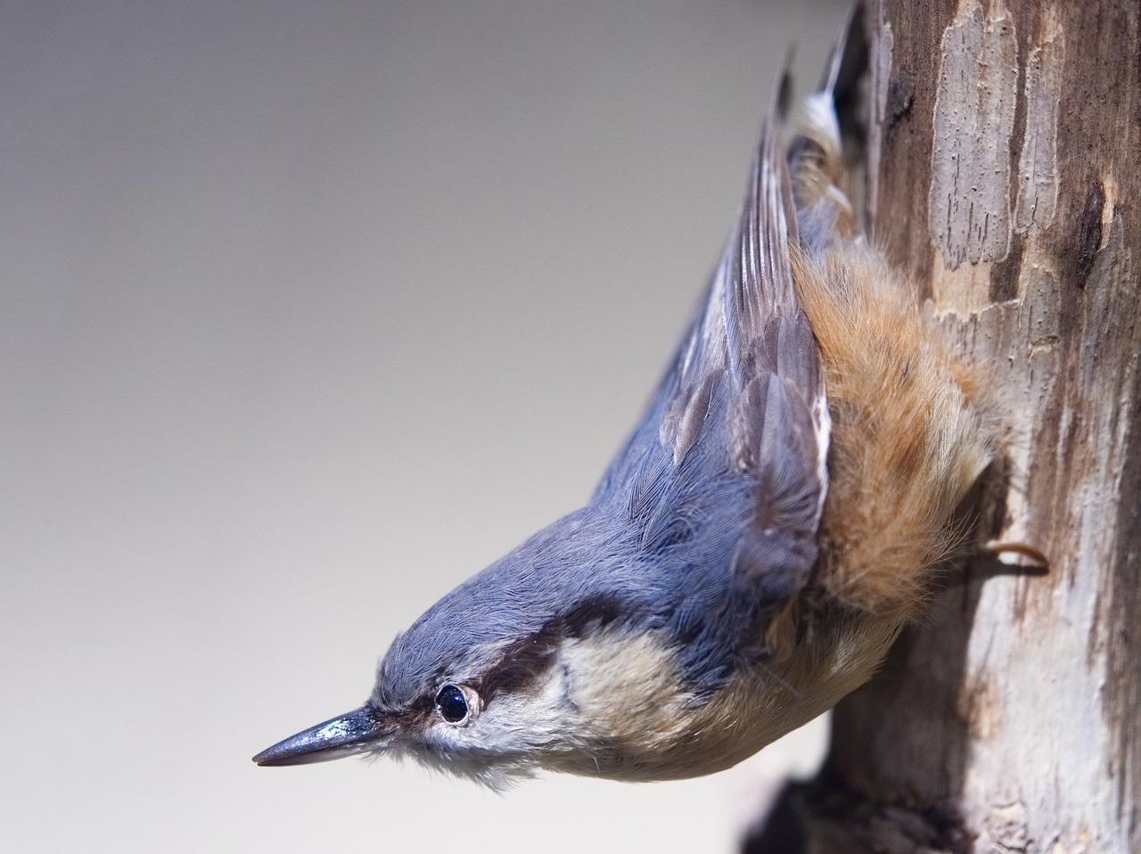  How To Preserve A Dead Bird For Taxidermy 