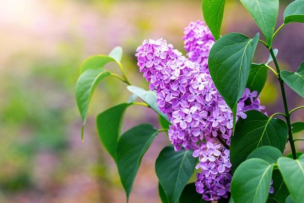  How To Protect Lilac Bush From Frost 