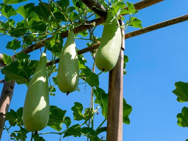  How To Prune Bottle Gourd 