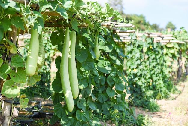  How To Prune Bottle Gourd 