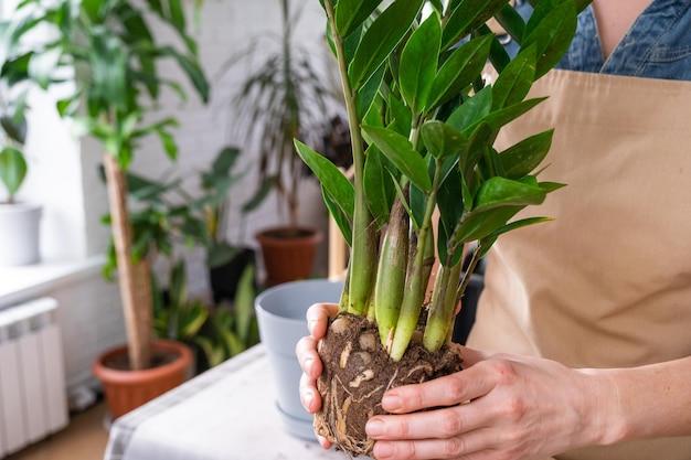 How To Repot A Bamboo Plant In Rocks 