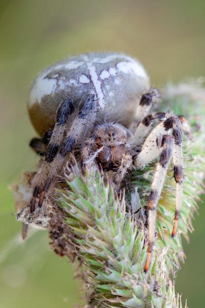 How To Kill A Pregnant Spider 