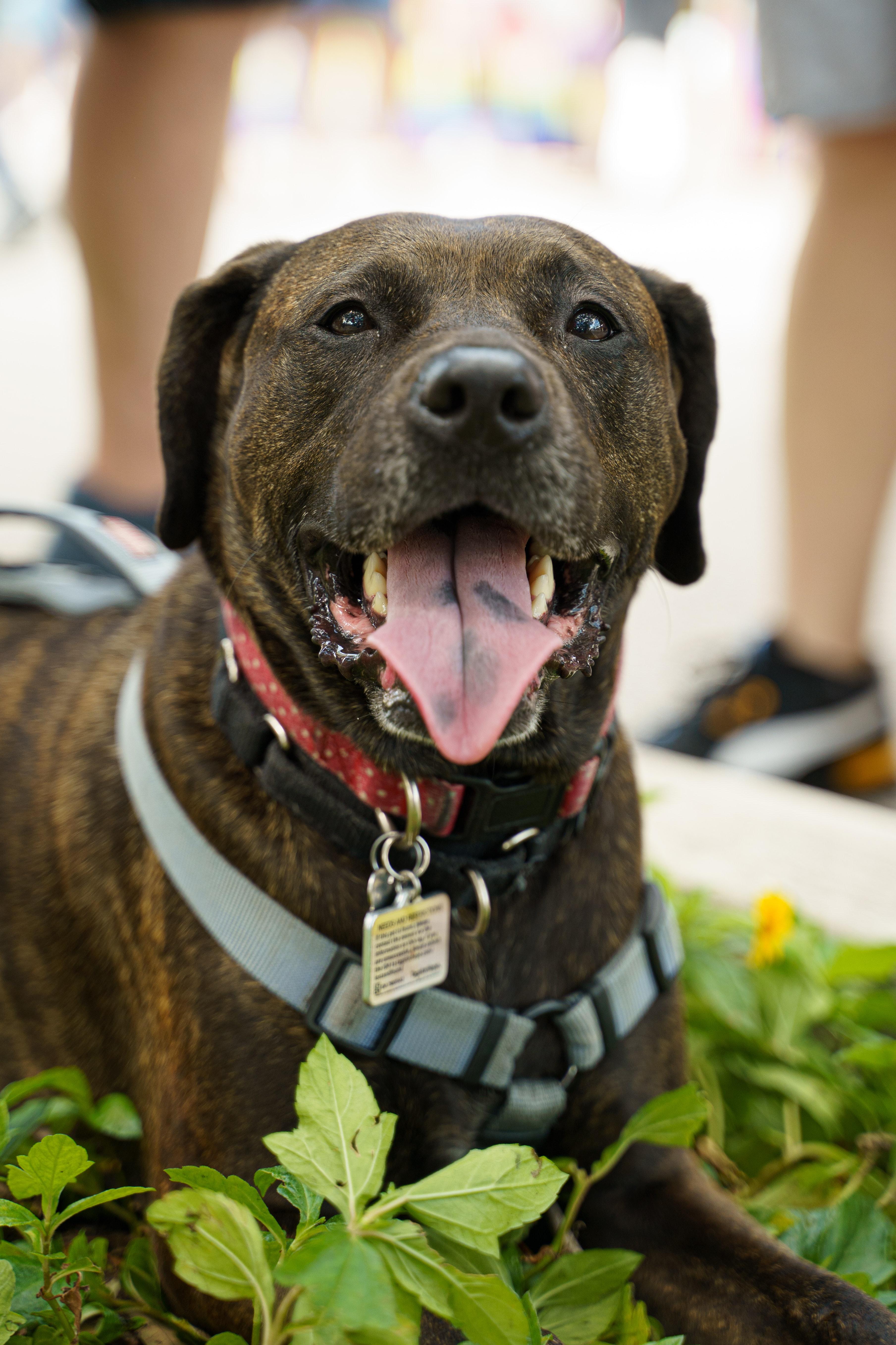 How To Take Off Martingale Collar 