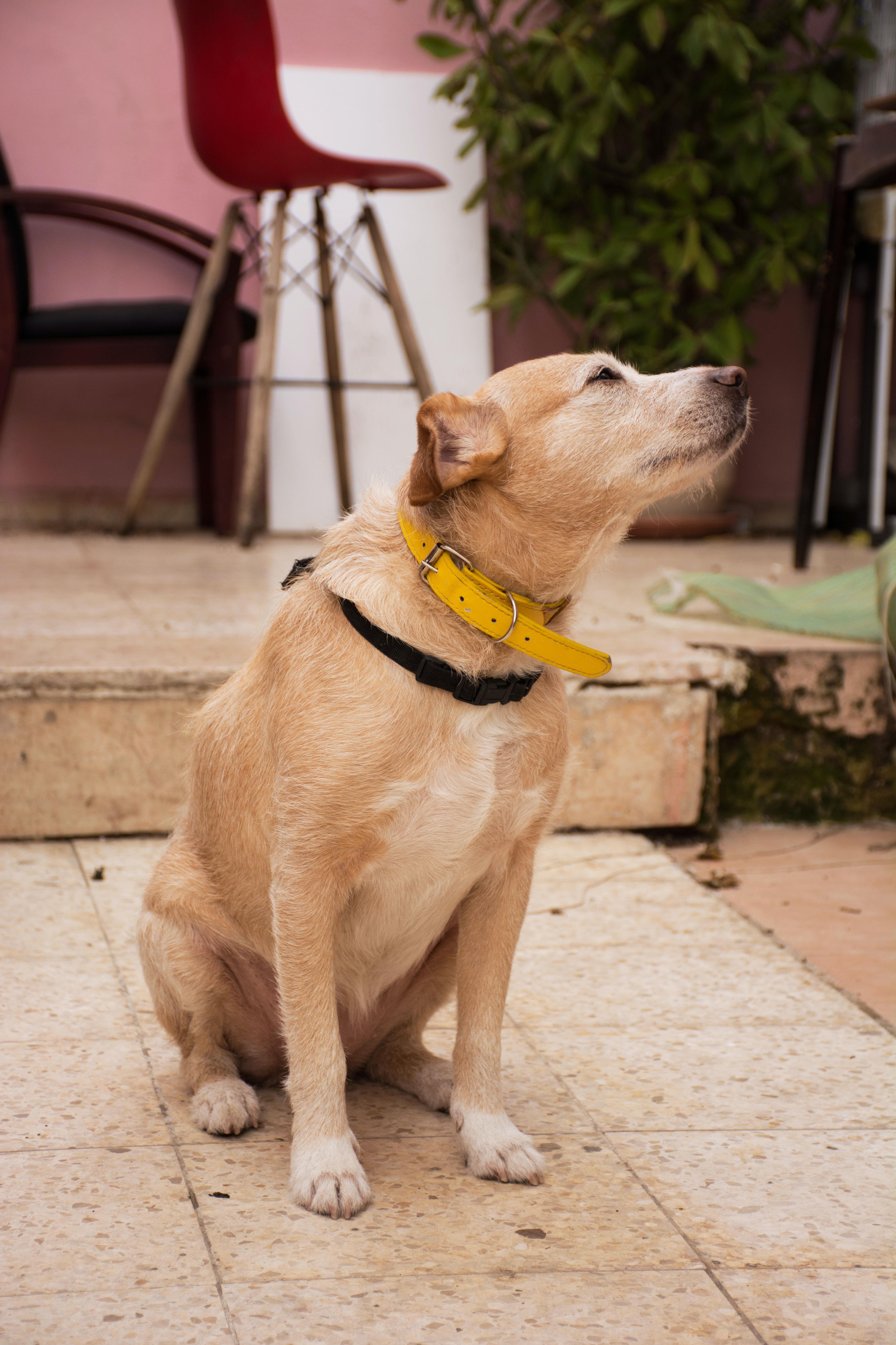 How To Take Off Martingale Collar 