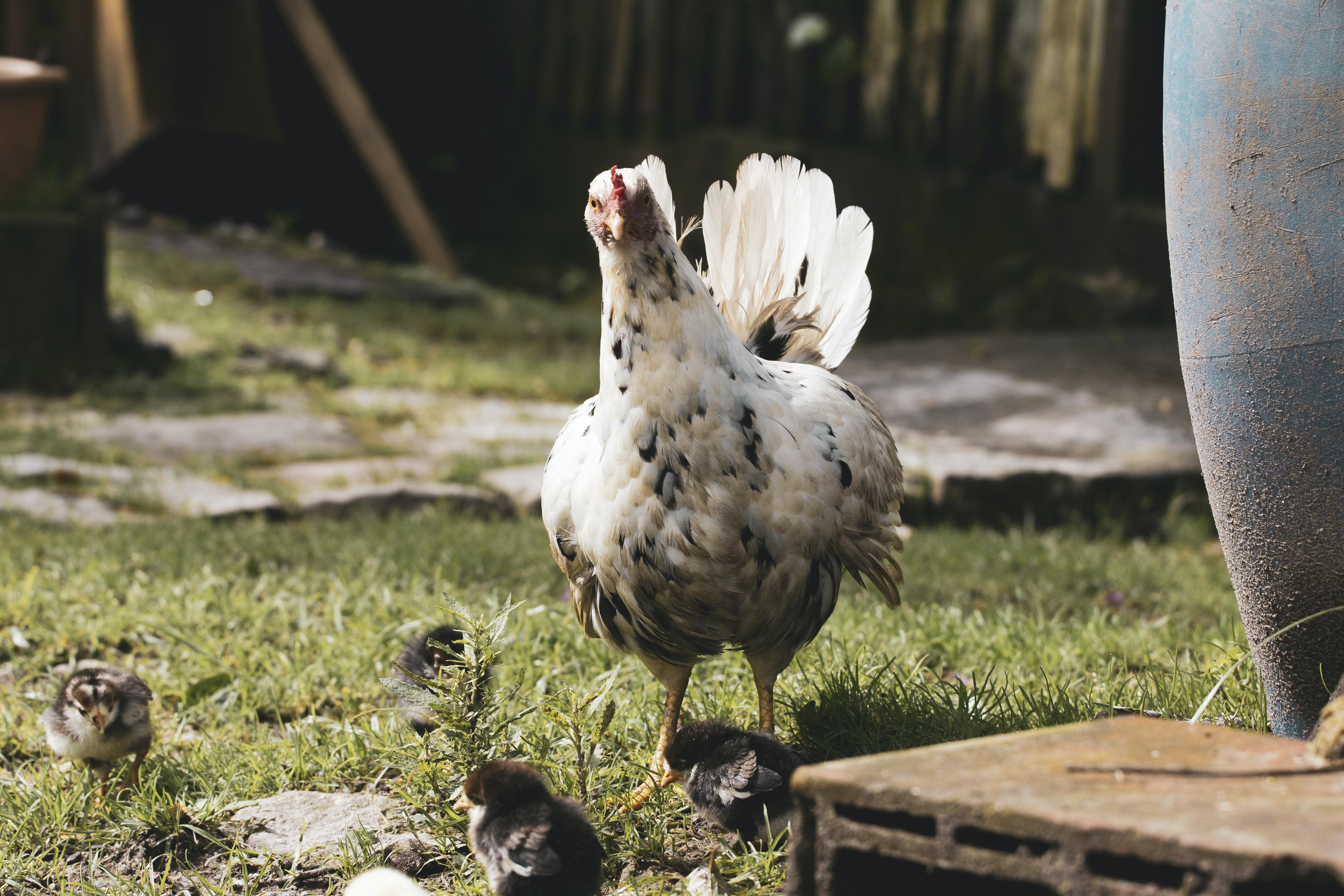 How To Sex White Leghorn Chicks 