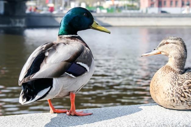 How To Splint A Duck Leg 