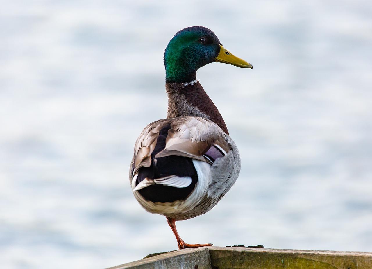 How To Splint A Ducks Leg 