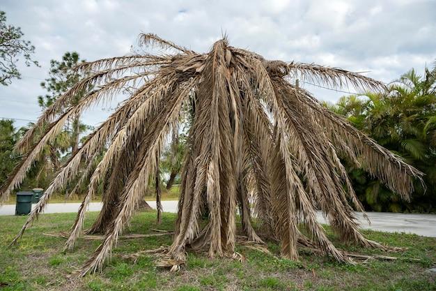  How To Tell If A Palm Tree Is Dead 