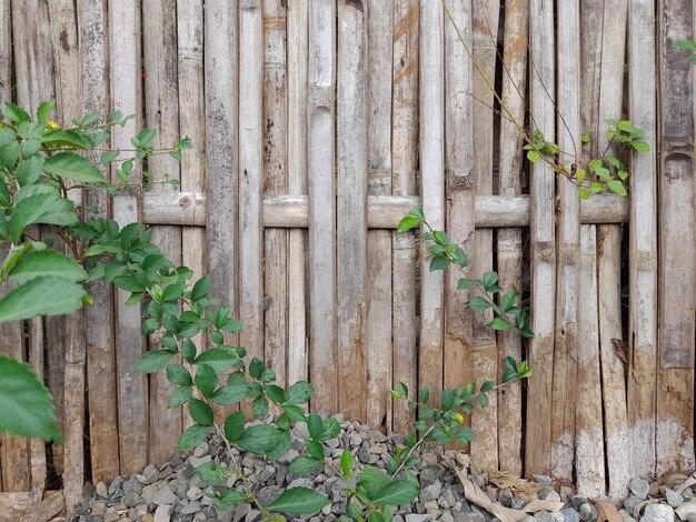 How To Train Jasmine On A Wooden Fence 