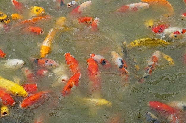  How To Turn An Above Ground Pool Into A Fish Pond 