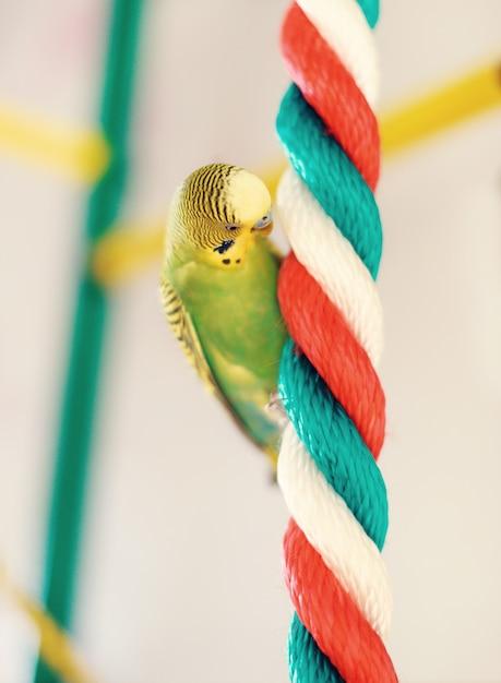  How To Use Sisal Rope In Diy Bird 