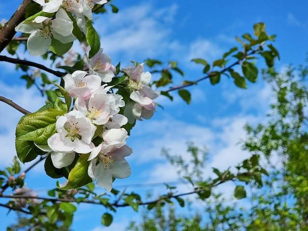 Is an apple tree a flowering plant? 