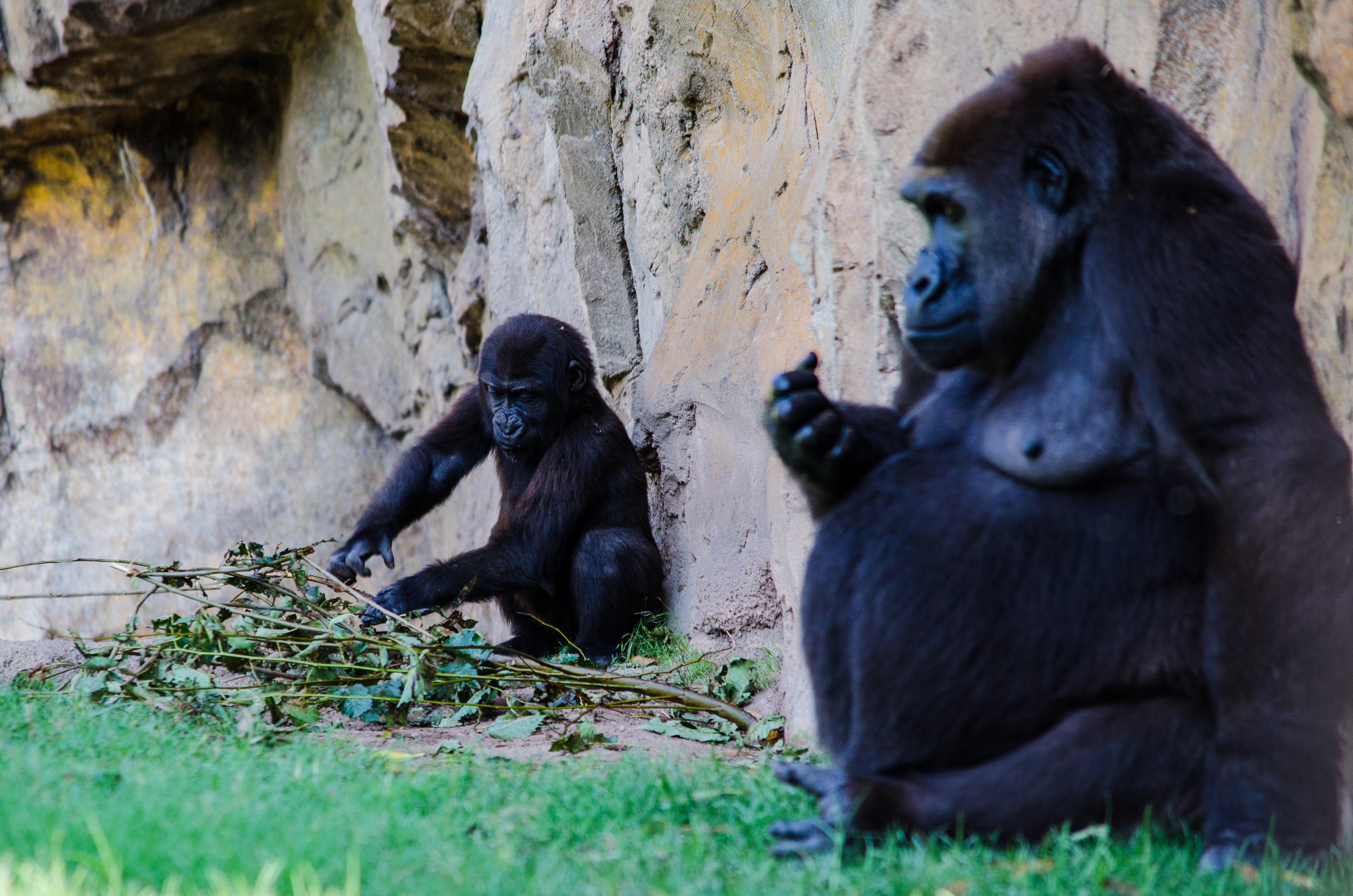  Is Gorilla Glue Made From Gorillas 