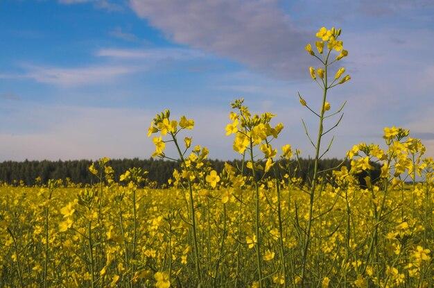  Is Mustard A Heterogeneous Mixture 