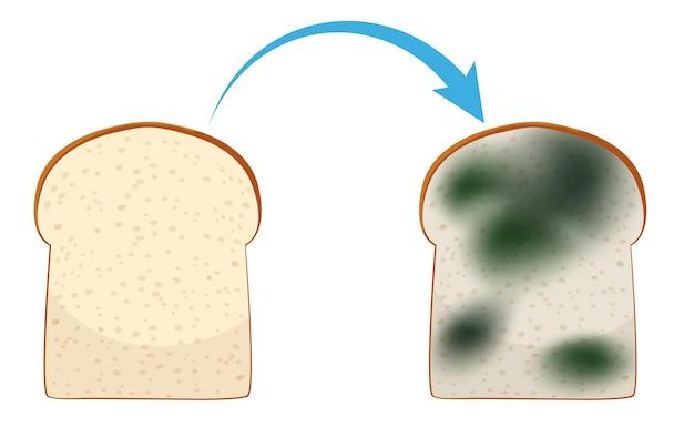  Is Rising Bread A Chemical Change 