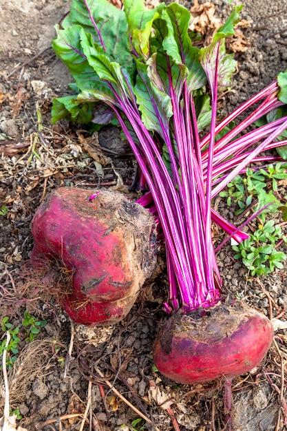 Is sugar beet and beetroot the same? 