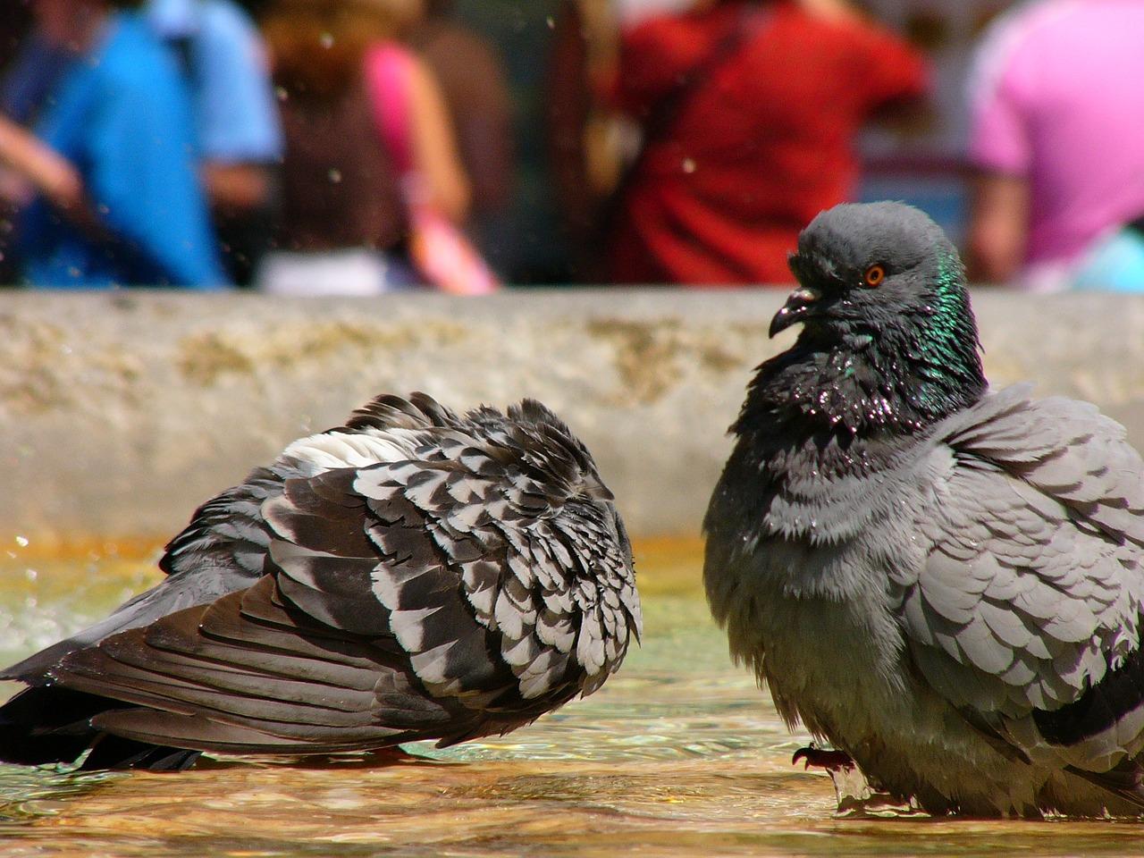 What type of adaptations do pigeons have? 