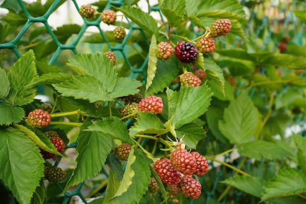 When To Plant Blackberries In Tennessee 