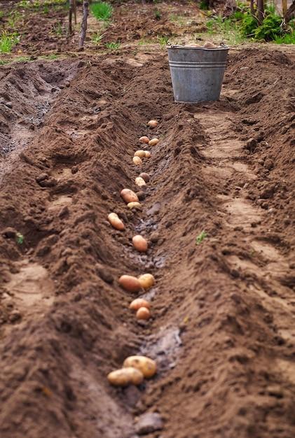 How To Plant Carrots Without Seeds 