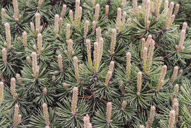  What Plants Do Not Like Pine Needles 