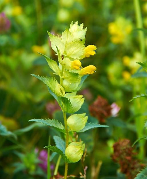 What are some producers in the temperate grasslands? 