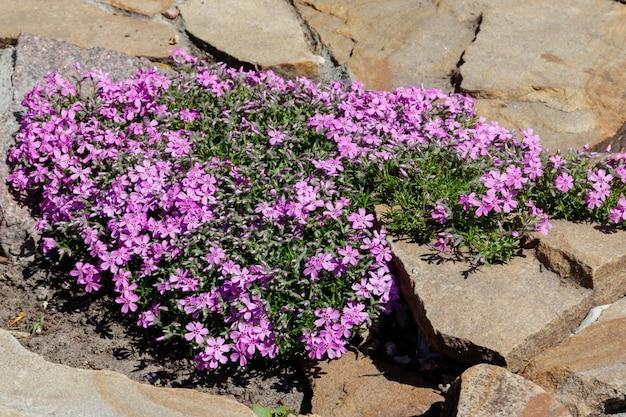  How To Prune Creeping Phlox 