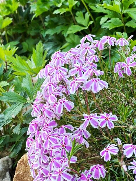  How To Prune Creeping Phlox 