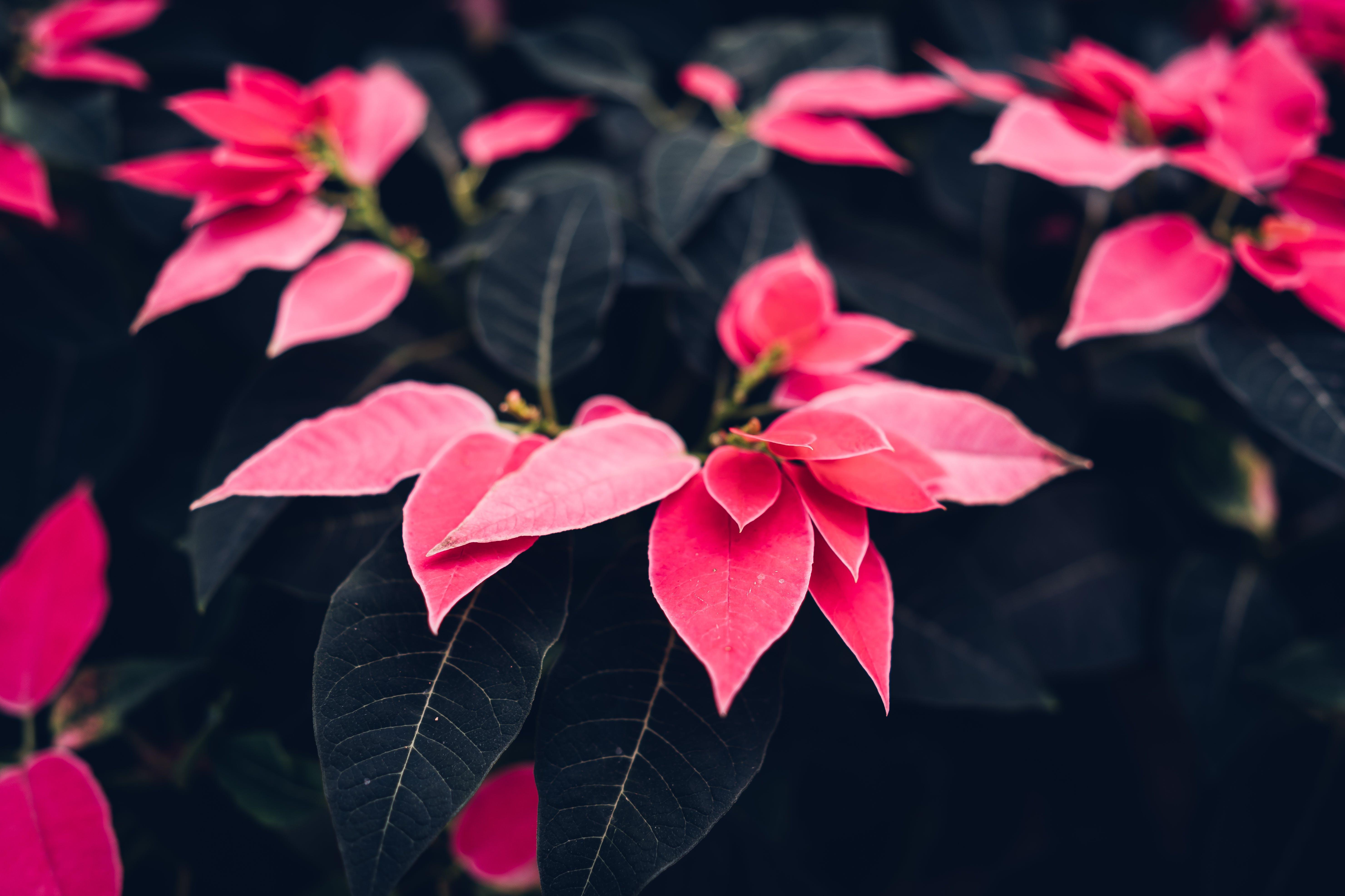 What color are poinsettia flowers read carefully? 