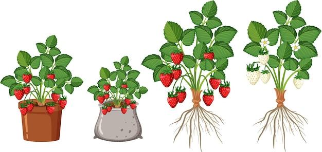  What Is The Crown Of A Strawberry Plant 