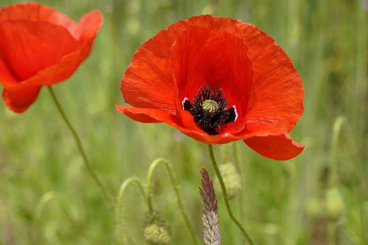 How Many Petals Do Poppies Have 