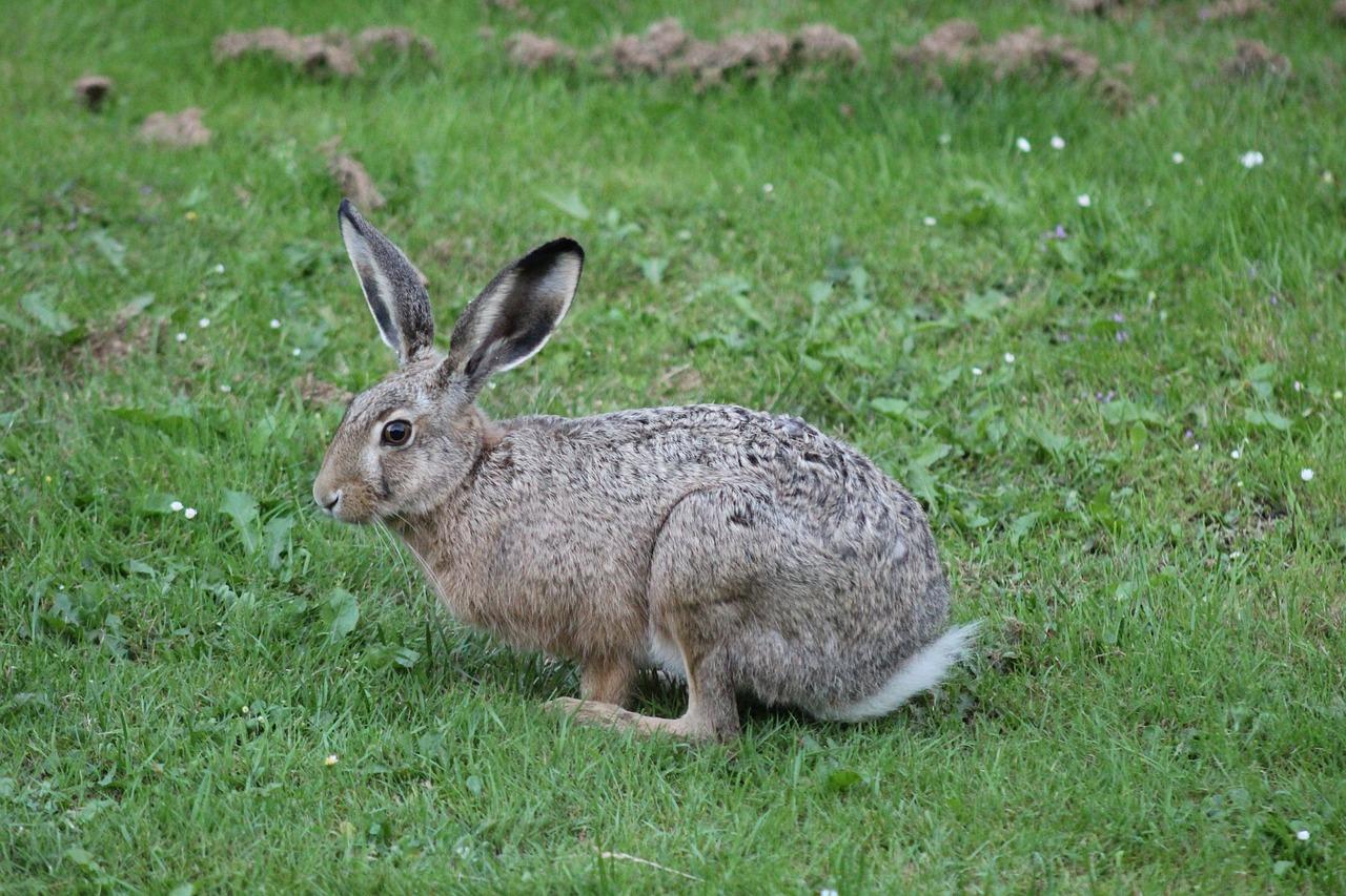 What Is The Fastest Rabbit In The World 