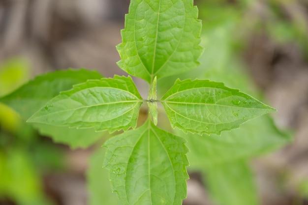 What is Sangig herb in English? 