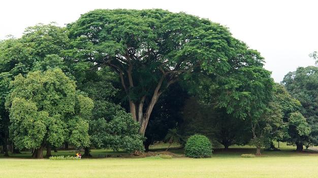 What Kind Of Tree Has Branches That Grow Straight Up 