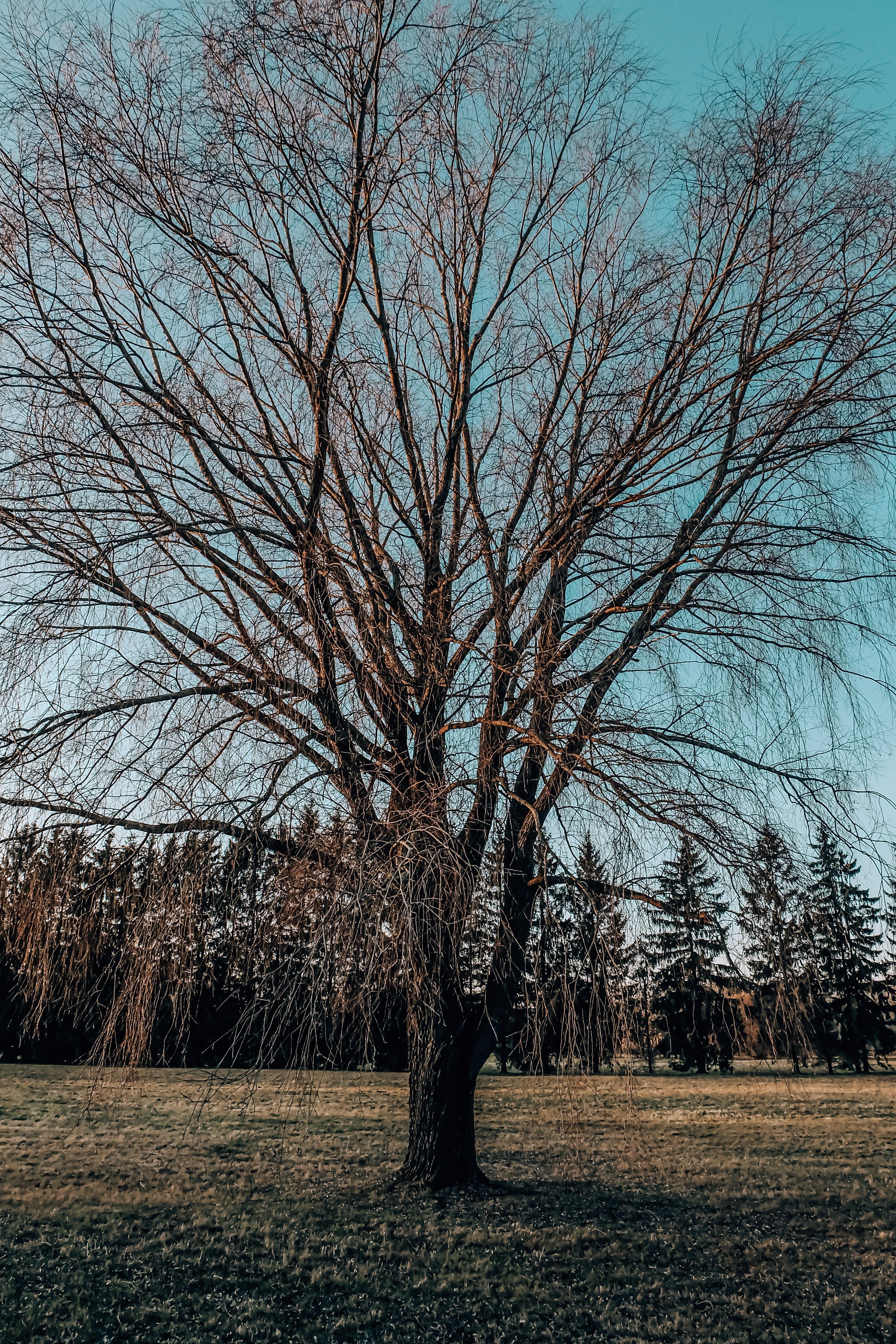 What Kind Of Tree Has Branches That Grow Straight Up 