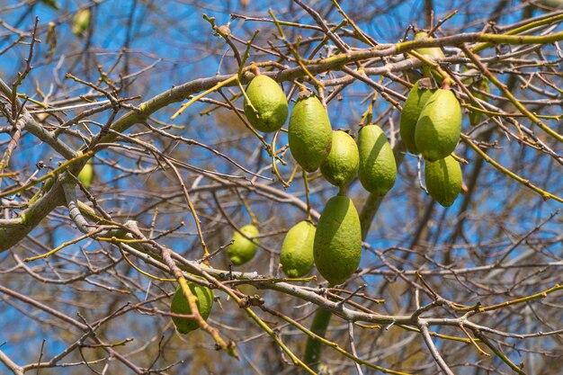  What Does Tiger Oak Look Like 